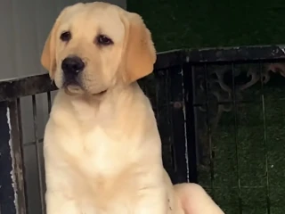 chubby brunette is having fun with a black dog