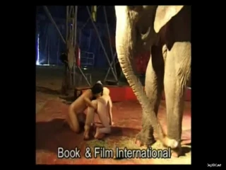 elephant sex